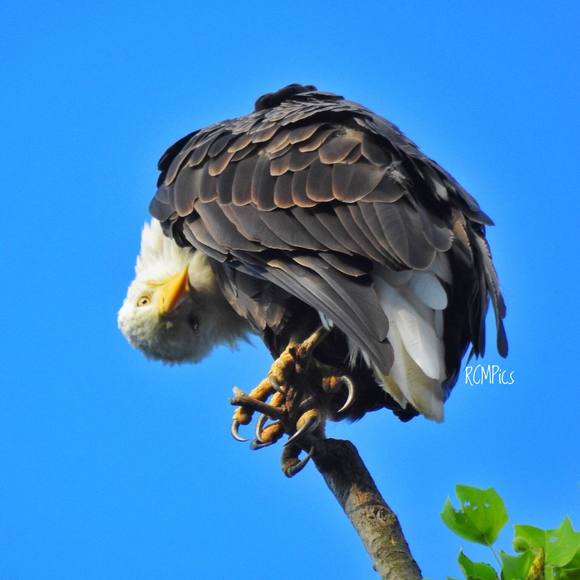 Meet your Posher, Robin - Picture 1 of 1